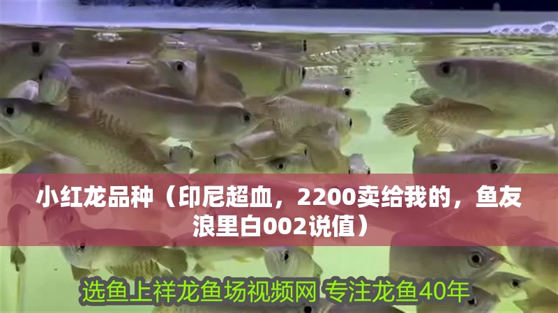 小紅龍品種（印尼超血，2200賣給我的，魚友浪里白002說值）