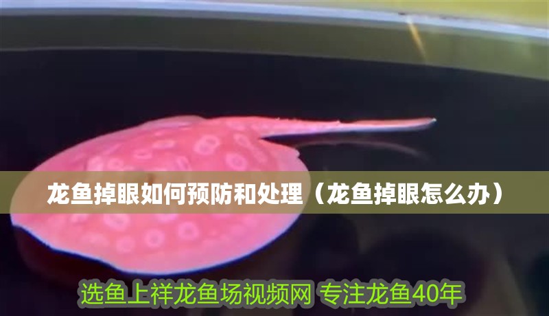 龍魚掉眼如何預(yù)防和處理（龍魚掉眼怎么辦）