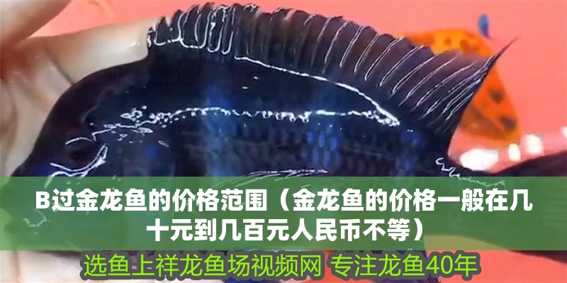 B過金龍魚的價格范圍（金龍魚的價格一般在幾十元到幾百元人民幣不等）