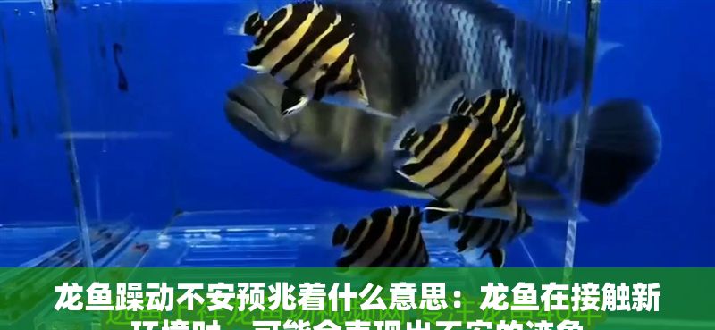 龍魚躁動(dòng)不安預(yù)兆著什么意思：龍魚在接觸新環(huán)境時(shí)，可能會(huì)表現(xiàn)出不安的跡象