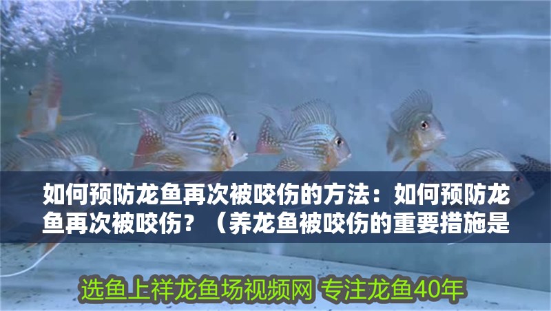如何預防龍魚再次被咬傷的方法：如何預防龍魚再次被咬傷？（養龍魚被咬傷的重要措施是預防龍魚被咬傷的重要措施）