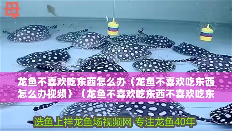 紅龍魚用黃燈烤有用嗎 龍魚不喜歡吃東西怎么辦(龍魚不喜歡吃東西怎么辦視頻)(龍魚不喜歡吃東西不喜歡吃東西的原因和解決方法和解決方法) 觀賞魚百科 龍魚不喜歡吃東西怎么辦(龍魚不喜歡吃東西怎么辦視頻)(龍魚不喜歡吃東西不喜歡吃東西的原因和解決方法和解決方法) 龍魚不喜歡吃東西怎么辦(龍魚不喜歡吃東西怎么辦視頻)(龍魚不喜歡吃東西不喜歡吃東西的原因和解決方法和解決方法) 觀賞魚百科
