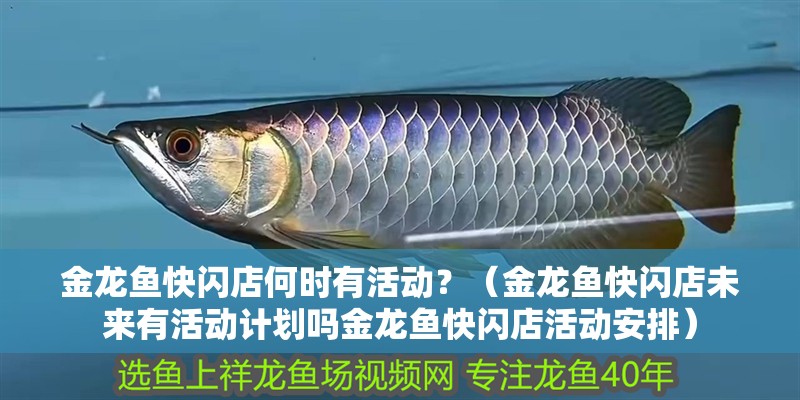 金龍魚快閃店何時有活動？（金龍魚快閃店未來有活動計劃嗎金龍魚快閃店活動安排）