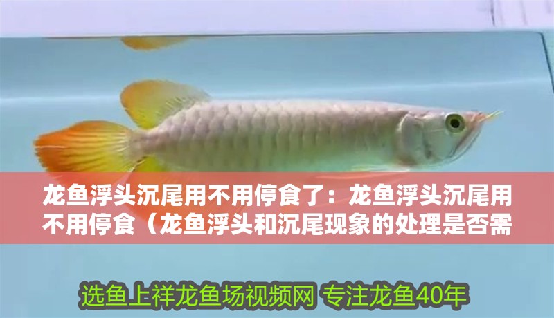 龍魚浮頭沉尾用不用停食了：龍魚浮頭沉尾用不用停食（龍魚浮頭和沉尾現象的處理是否需要停食）