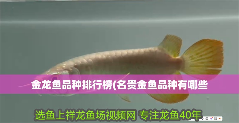 金龍魚品種排行榜(名貴金魚品種有哪些 金龍魚品種排行榜(名貴金魚品種有哪些 觀賞魚百科