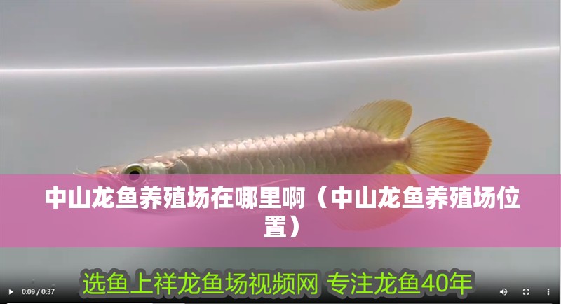 中山龍魚養殖場在哪里啊（中山龍魚養殖場位置） 中山龍魚養殖場在哪里啊（中山龍魚養殖場位置） 觀賞魚百科