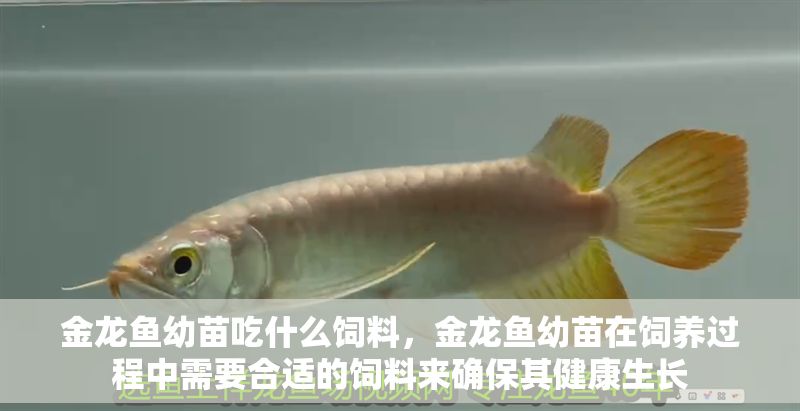 金龍魚幼苗吃什么飼料，金龍魚幼苗在飼養過程中需要合適的飼料來確保其健康生長