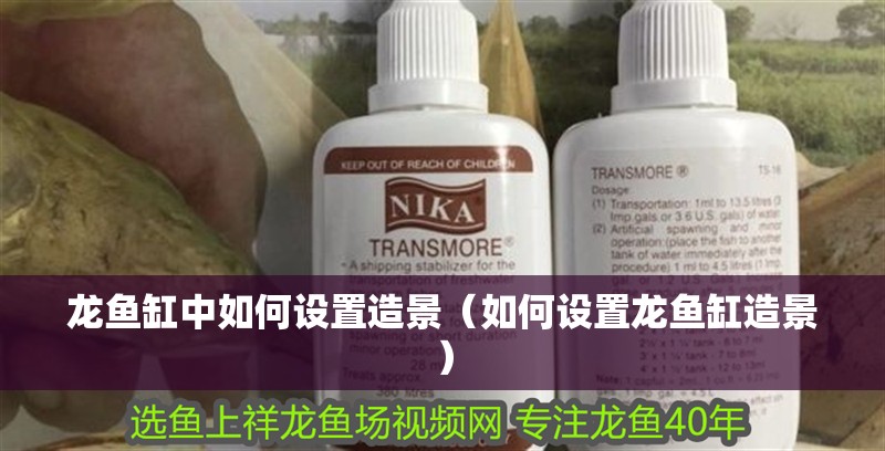 龍魚缸中如何設(shè)置造景（如何設(shè)置龍魚缸造景）