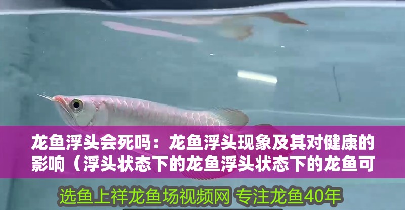龍魚(yú)浮頭會(huì)死嗎：龍魚(yú)浮頭現(xiàn)象及其對(duì)健康的影響（浮頭狀態(tài)下的龍魚(yú)浮頭狀態(tài)下的龍魚(yú)可能會(huì)影響龍魚(yú)健康）