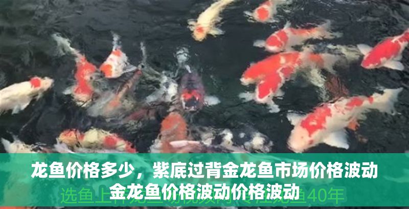 龍魚價格多少,紫底過背金龍魚市場價格波動金龍魚價格波動價格波動 龍魚百科 第2張 龍魚價格多少,紫底過背金龍魚市場價格波動金龍魚價格波動價格波動 龍魚價格多少,紫底過背金龍魚市場價格波動金龍魚價格波動價格波動 龍魚百科 第2張