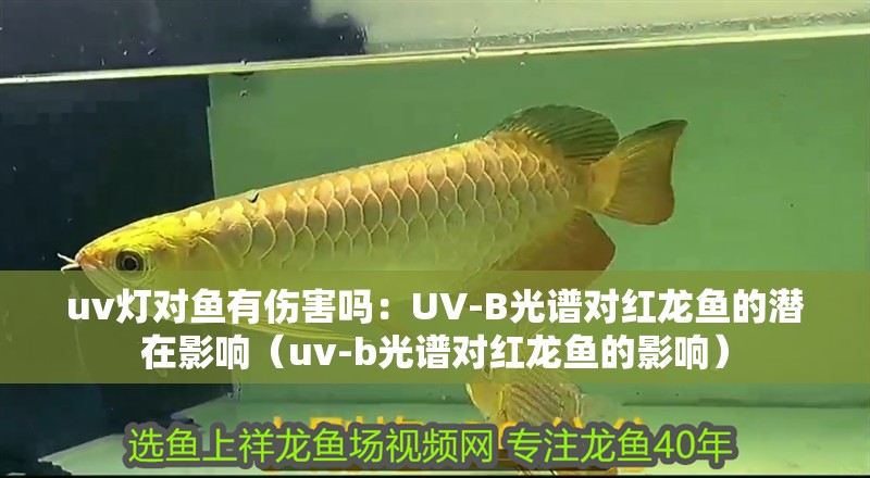 uv燈對魚有傷害嗎：UV-B光譜對紅龍魚的潛在影響（uv-b光譜對紅龍魚的影響）