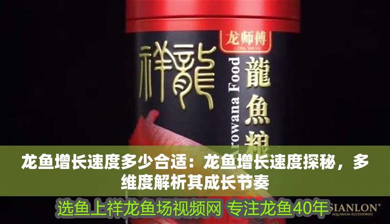 龍魚增長速度多少合適：龍魚增長速度探秘，多維度解析其成長節奏