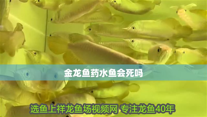 金龍魚藥水魚會(huì)死嗎