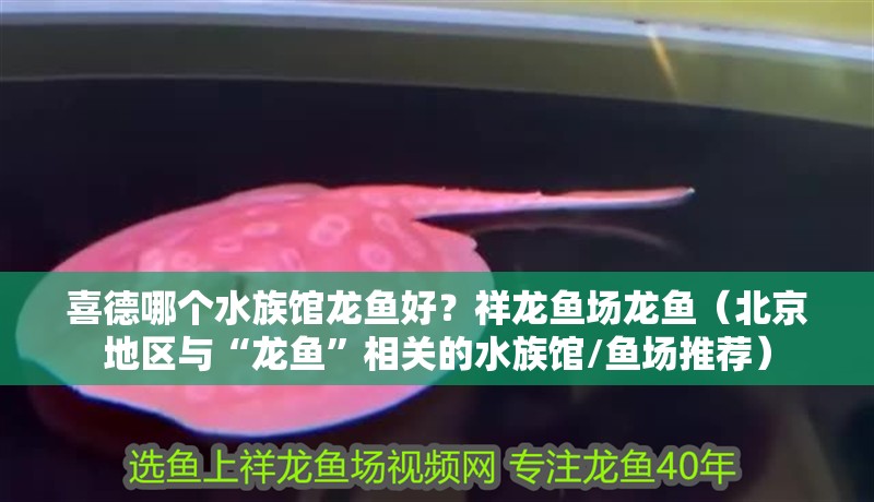 喜德哪個(gè)水族館龍魚好？祥龍魚場(chǎng)龍魚（<strong><mark>北京</mark></strong>地區(qū)與“龍魚”相關(guān)的水族館/魚場(chǎng)推薦）