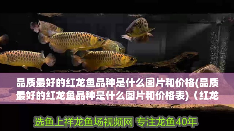 品質最好的紅龍魚品種是什么圖片和價格(品質最好的紅龍魚品種是什么圖片和價格表)（紅龍魚品質最好的紅龍魚品種是什么圖片和價格是什么）