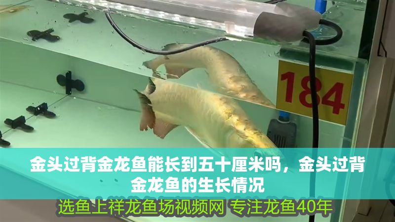 金頭過背金龍魚能長到五十厘米嗎，金頭過背金龍魚的生長情況