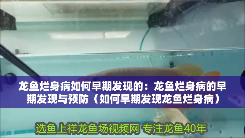 龍魚爛身病如何早期發(fā)現(xiàn)的：龍魚爛身病的早期發(fā)現(xiàn)與預(yù)防（如何早期發(fā)現(xiàn)龍魚爛身病）