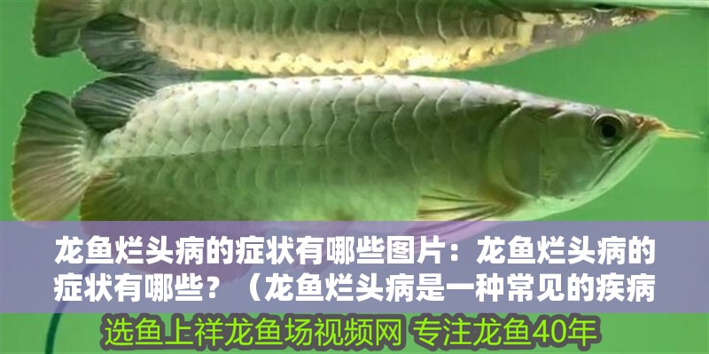 龍魚爛頭病的癥狀有哪些圖片：龍魚爛頭病的癥狀有哪些？（龍魚爛頭病是一種常見的疾病）