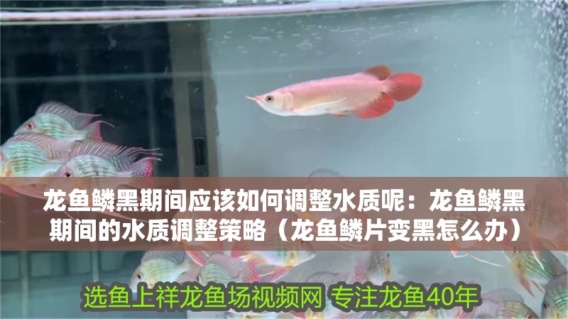 龍魚鱗黑期間應(yīng)該如何調(diào)整水質(zhì)呢：龍魚鱗黑期間的水質(zhì)調(diào)整策略（龍魚鱗片變黑怎么辦）