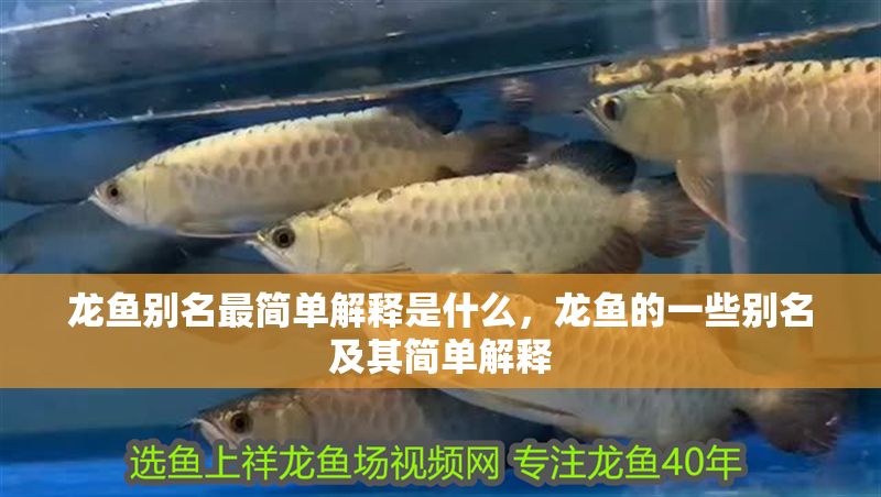 龍魚別名最簡單解釋是什么，龍魚的一些別名及其簡單解釋