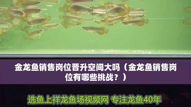 金龍魚銷售崗位晉升空間大嗎（金龍魚銷售崗位有哪些挑戰？）