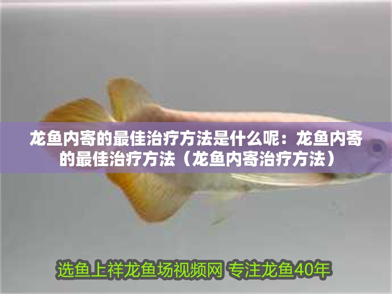 龍魚內(nèi)寄的最佳治療方法是什么呢：龍魚內(nèi)寄的最佳治療方法（龍魚內(nèi)寄治療方法）