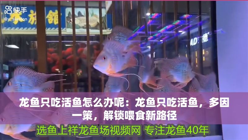 龍魚只吃活魚怎么辦呢：龍魚只吃活魚，多因一策，解鎖喂食新路徑