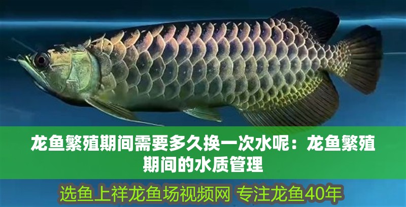 龍魚繁殖期間需要多久換一次水呢：龍魚繁殖期間的水質管理