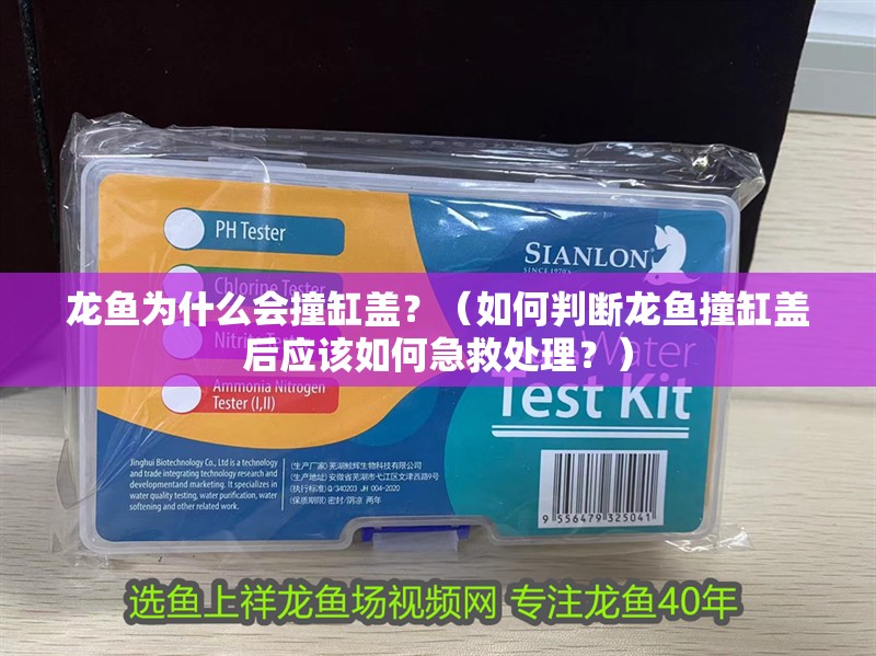 龍魚為什么會撞缸蓋？（如何判斷龍魚撞缸蓋后應該如何急救處理？） 龍魚為什么會撞缸蓋？（如何判斷龍魚撞缸蓋后應該如何急救處理？） 龍魚百科