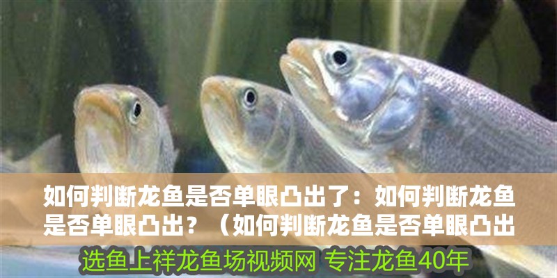 如何判斷龍魚是否單眼凸出了：如何判斷龍魚是否單眼凸出？（如何判斷龍魚是否單眼凸出）