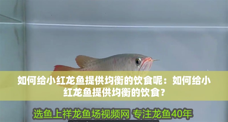 如何給小紅龍魚提供均衡的飲食呢：如何給小紅龍魚提供均衡的飲食？