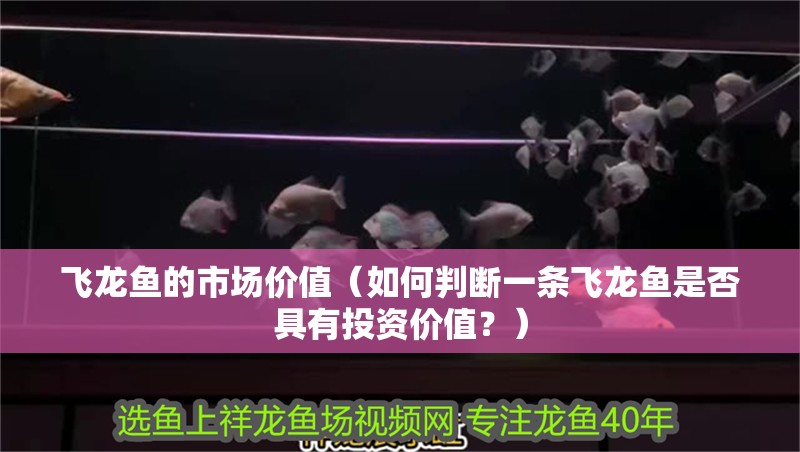 飛龍魚的市場價值（如何判斷一條飛龍魚是否具有投資價值？） 飛龍魚的市場價值（如何判斷一條飛龍魚是否具有投資價值？） 觀賞魚百科