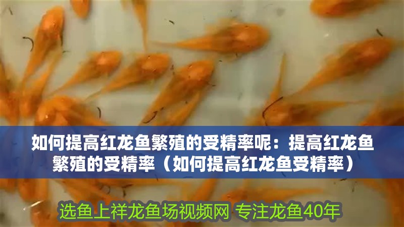 如何提高紅龍魚繁殖的受精率呢：提高紅龍魚繁殖的受精率（如何提高紅龍魚受精率）