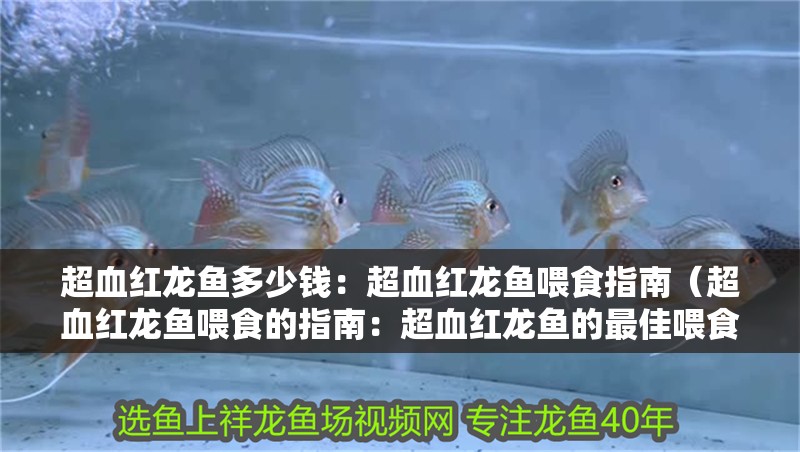 超血紅龍魚多少錢：超血紅龍魚喂食指南（超血紅龍魚喂食的指南：超血紅龍魚的最佳喂食策略）