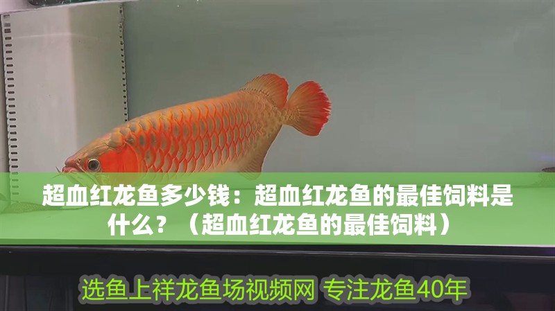 超血紅龍魚多少錢：超血紅龍魚的最佳飼料是什么？（超血紅龍魚的最佳飼料）