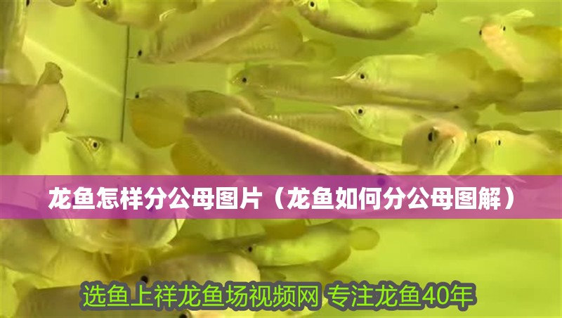 龍魚怎樣分公母圖片（龍魚如何分公母圖解）