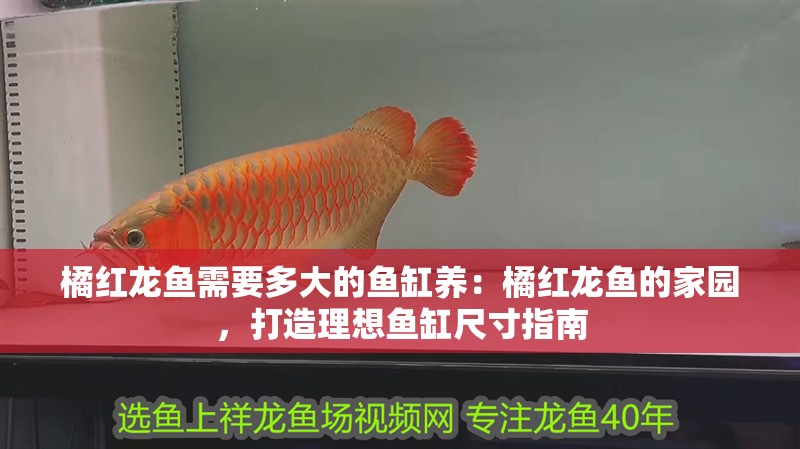 橘紅龍魚需要多大的魚缸養：橘紅龍魚的家園，打造理想魚缸尺寸指南