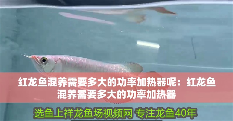 紅龍魚混養(yǎng)需要多大的功率加熱器呢：紅龍魚混養(yǎng)需要多大的功率加熱器