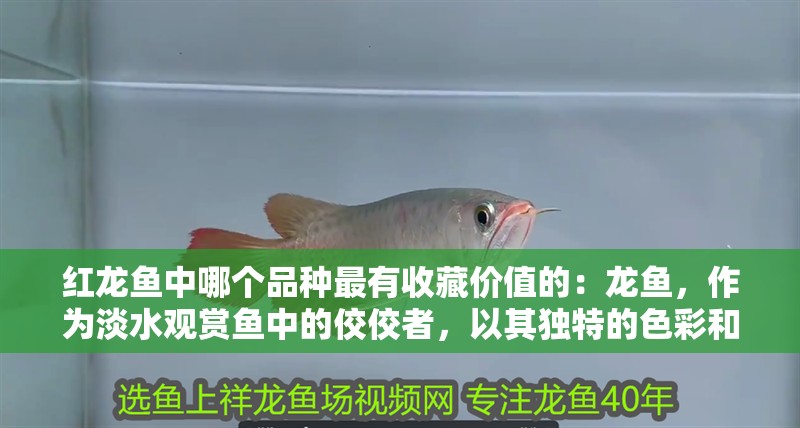 紅龍魚中哪個品種最有收藏價值的：龍魚，作為淡水觀賞魚中的佼佼者，以其獨(dú)特的色彩和優(yōu)雅的姿態(tài)深受水族愛好者的喜愛。在眾多紅龍品種中，究竟哪個品種最具收藏價值呢？本文將為您揭曉答案