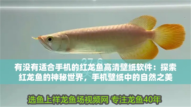 有沒有適合手機的紅龍魚高清壁紙軟件：探索紅龍魚的神秘世界，手機壁紙中的自然之美