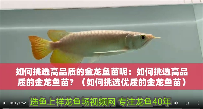 如何挑選高品質的金龍魚苗呢：如何挑選高品質的金龍魚苗？（如何挑選優質的金龍魚苗）
