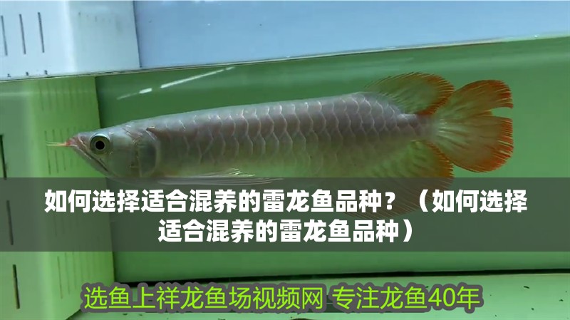 如何選擇適合混養的雷龍魚品種？（如何選擇適合混養的雷龍魚品種）