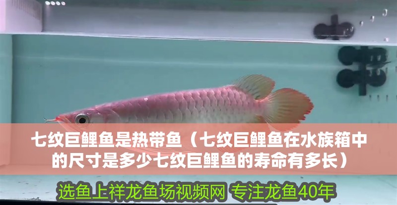 七紋巨鯉魚是熱帶魚（七紋巨鯉魚在水族箱中的尺寸是多少七紋巨鯉魚的壽命有多長）