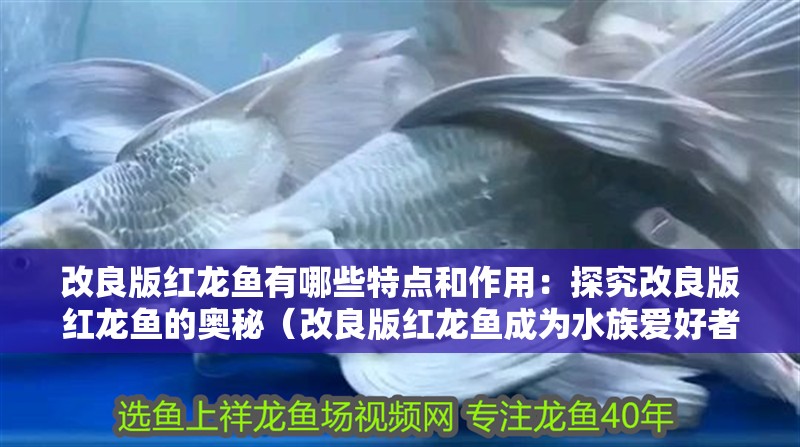 改良版紅龍魚有哪些特點和作用：探究改良版紅龍魚的奧秘（改良版紅龍魚成為水族愛好者的首選對象）
