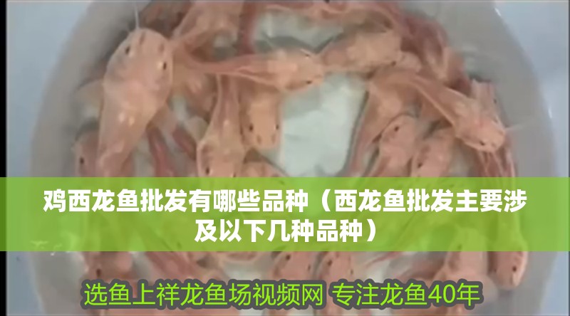 雞西龍魚批發有哪些品種（西龍魚批發主要涉及以下幾種品種）