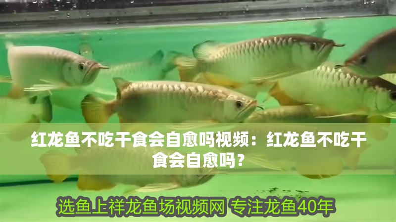 紅龍魚不吃干食會自愈嗎視頻：紅龍魚不吃干食會自愈嗎？