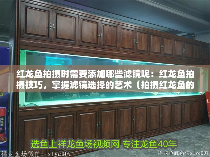 紅龍魚拍攝時需要添加哪些濾鏡呢：紅龍魚拍攝技巧，掌握濾鏡選擇的藝術（拍攝紅龍魚的技巧）