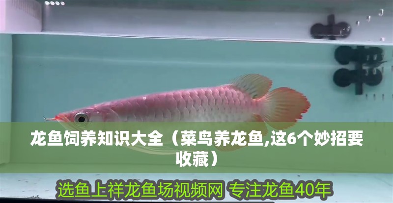 龍魚飼養(yǎng)知識大全(菜鳥養(yǎng)龍魚,這6個妙招要收藏)