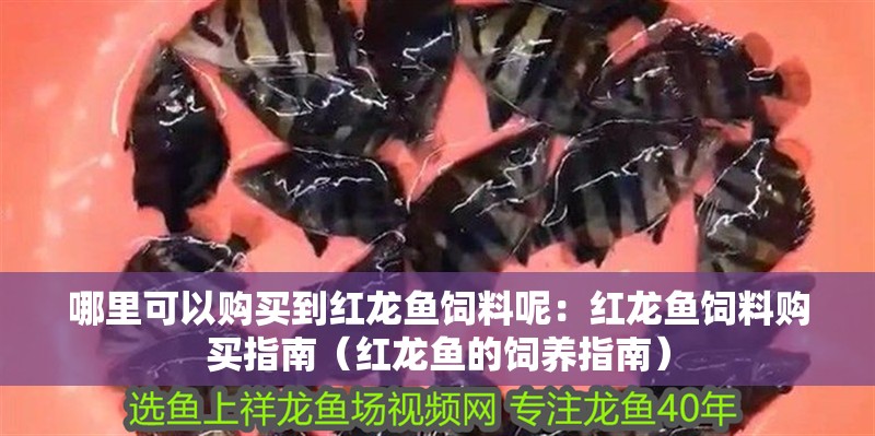 哪里可以購買到紅龍魚飼料呢：紅龍魚飼料購買指南（紅龍魚的飼養指南）