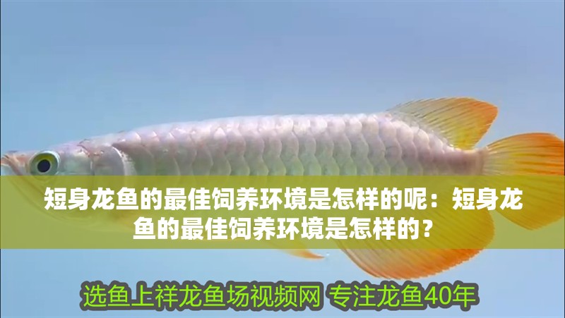 短身龍魚的最佳飼養環境是怎樣的呢：短身龍魚的最佳飼養環境是怎樣的？